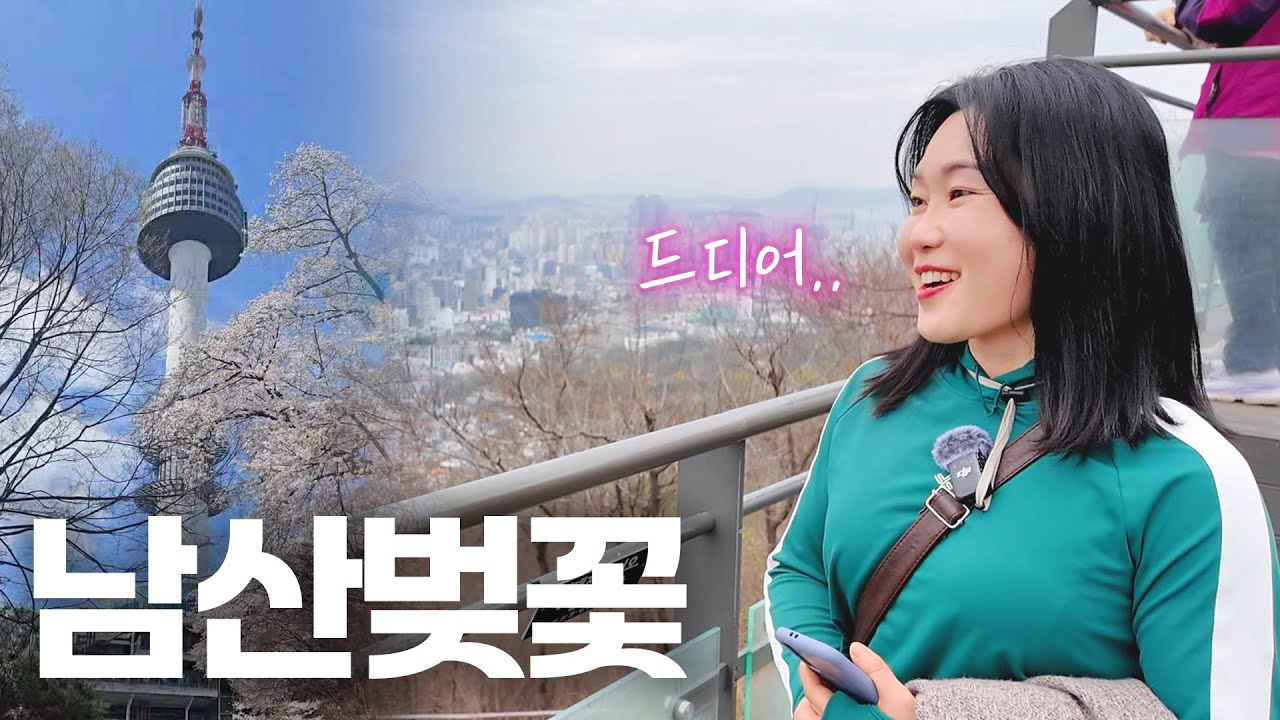 북한에는 벚꽃이 없다? 탈북민이 처음 남산에 와서 한 말은? (feat. 멘토·멘티와 함께한 남산투어🌸)