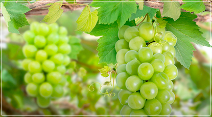 보은의 햇살 아래 포도 농사로 일구는 새로운 희망